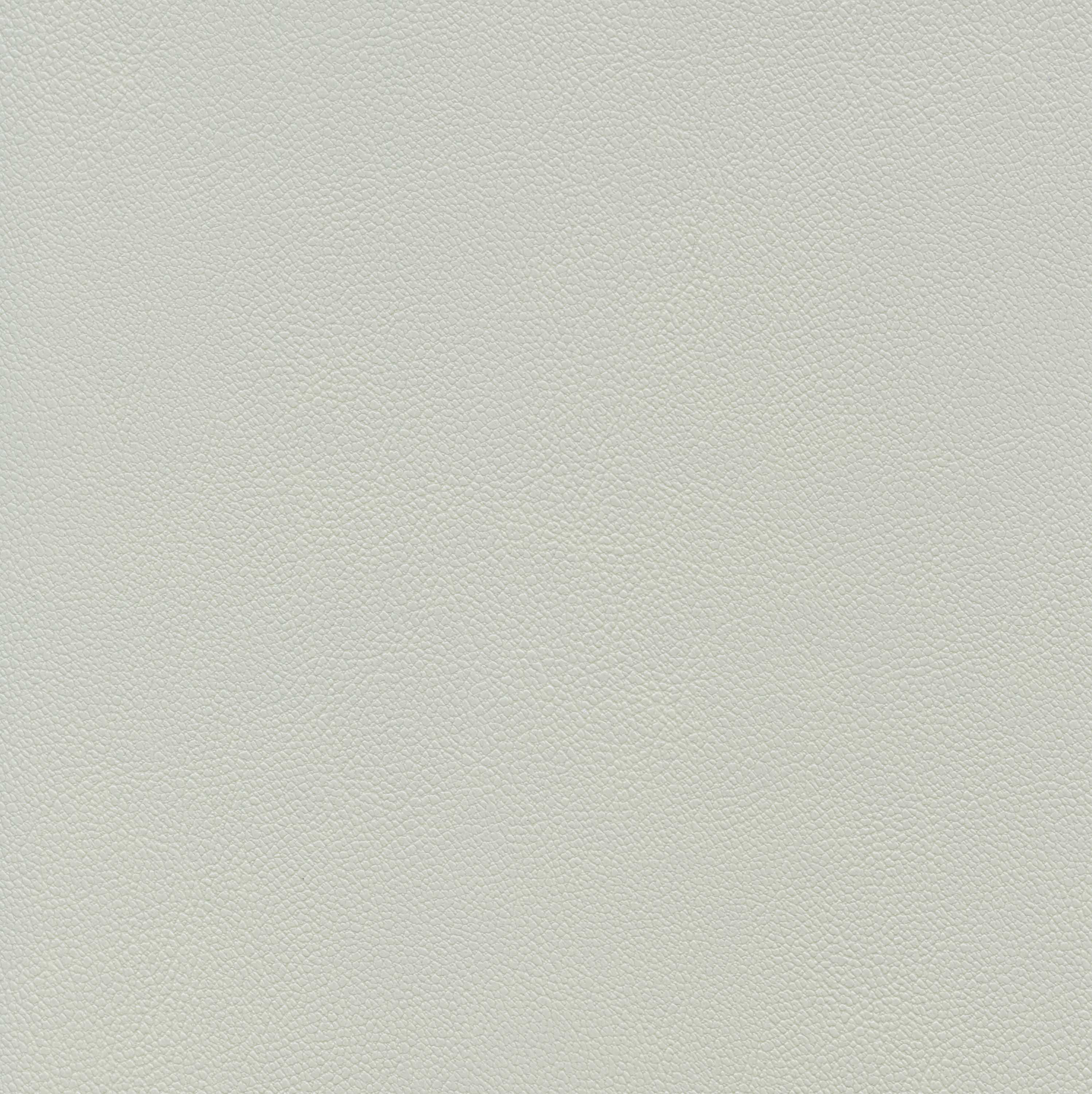 Silver Birch 09